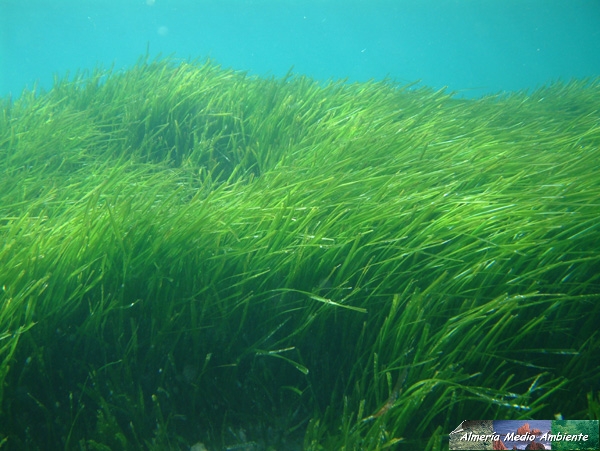 Pradera de Posidonia Ocanica. � Jos� Javier Matamala Garc�a.