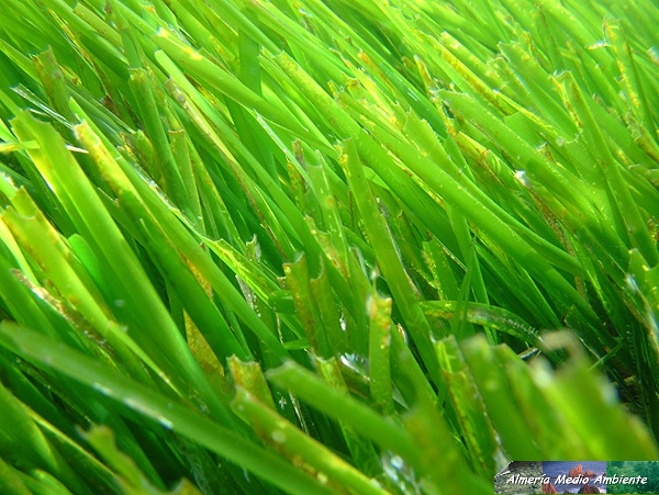 Posidonia Ocanica. Detalle. � Jos� Javier Matamala Garc�a.