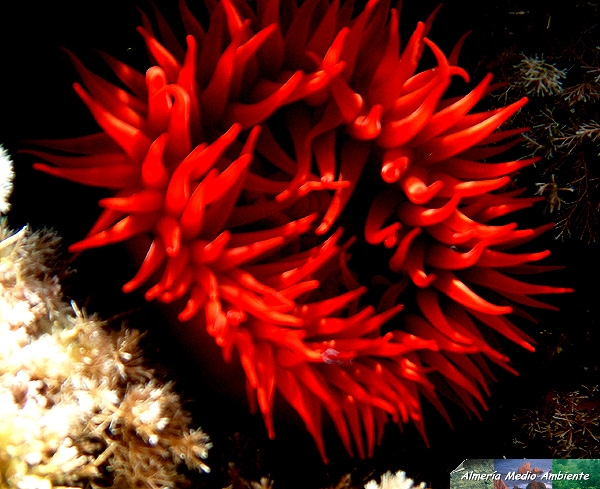Tomate de mar - Actinia equina. � Jos� Javier Matamala Garc�a