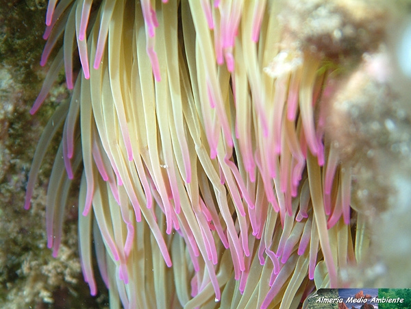 An�mona. Detalle - Anemonia sulcata. � Jos� Javier Matamala Garc�a.
