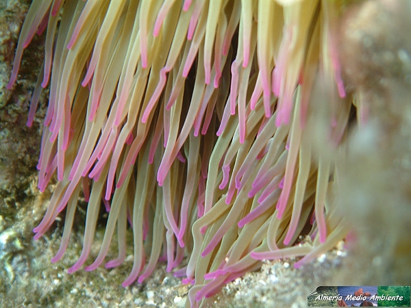 An�mona. Detalle - Anemonia sulcata. � Jos� Javier Matamala Garc�a.