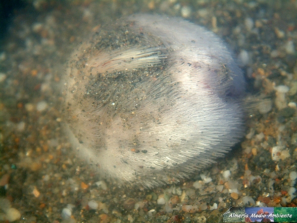 Echinocardium cordatum. � Jos� Javier Matamala Garc�a.