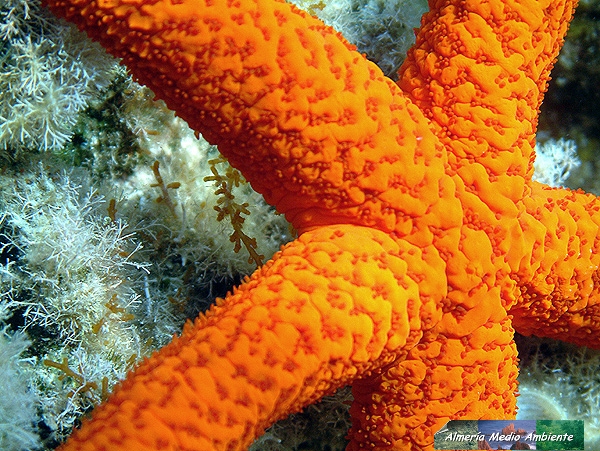 Estrella de mar - Estrella de mar - Estrella - Echinaster sepositus. Detalle. � Jos� Javier Matamala Garc�a.