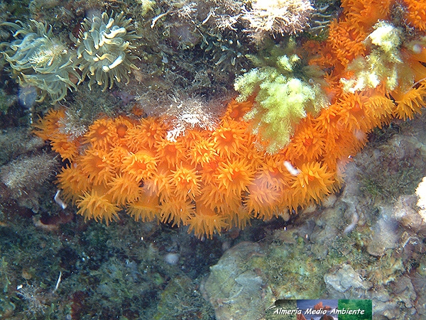 Madr�pora - Astroides. � Jos� Javier Matamala Garc�a.