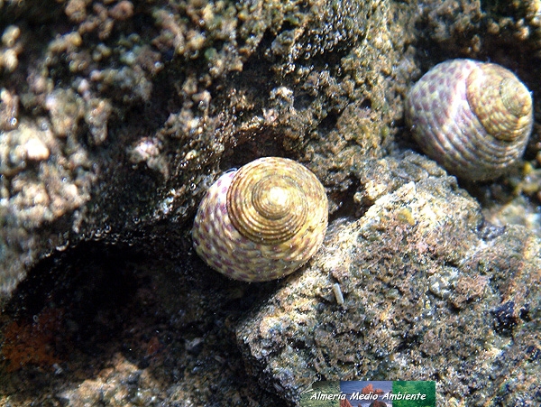 Monosonta articulata. � Jos� Javier Matamala Garc�a