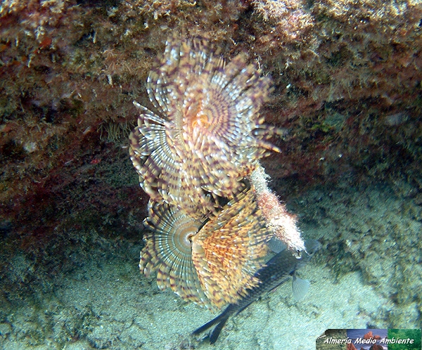 Spirographis sp. � Jos� Javier Matamala Garc�a.