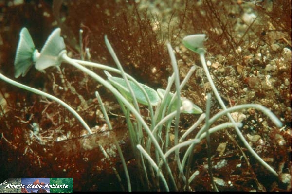 Alga unicelular - Acetabularia acetabulum. � Miguel �ngel Cervantes.