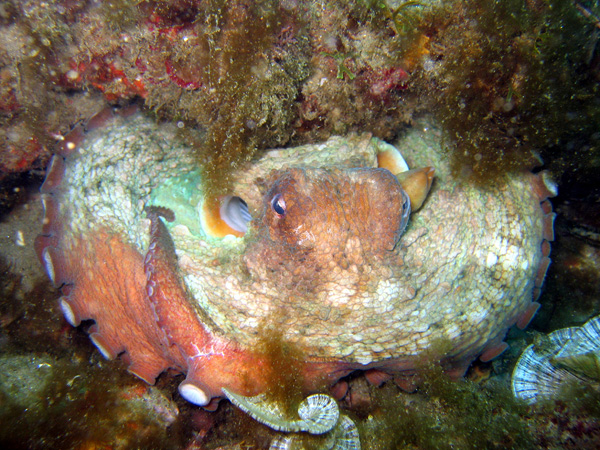 Pulpo com�n. �  Pedro Luis Ur�n