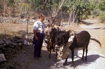 Animales en las faenas del campo, una imagen ya poco habitual