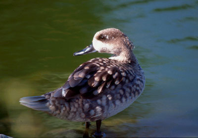 La nidificaci�n de la Cerceta Pardilla, otra especie globalmente amenazada, constituye un hecho sin precedentes en el �mbito andaluz. FJ Aguilar.