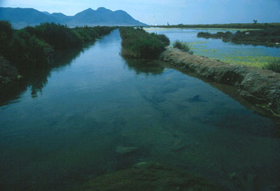 El agua marina es introducida dentro del recinto salinero a trav�s de un complejo sistema de piscinas y canales que arrastran hacia el interior diversos elementos de la fauna costera. JJ Matamala.