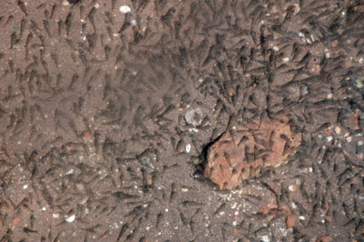 El camar�n junto a multitud de invertebrados constituyen la base alimenticia para muchas de las especies de la ornitocenosis acu�tica de las salinas de Cabo de Gata. JJ Matamala.  