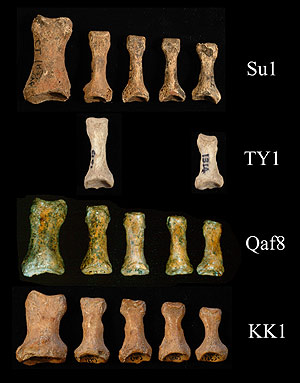 Comparación de las falanges de los pies de humanos prehistóricos. Las dos filas de arriba, con huesos más finos y largos, revelan el uso de calzado. (Foto: Erik Trinkaus)