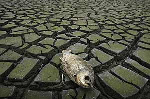 Pez muerto a causa de la sequ�a en un embalse de China. (Foto: Reuters)