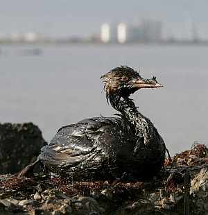 Un ave petroleada antes de ser recogida por los voluntarios. (Foto: EFE).