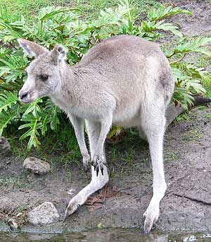 Imagen de un canguro descanzando. (Foto: Wikipedia commons)