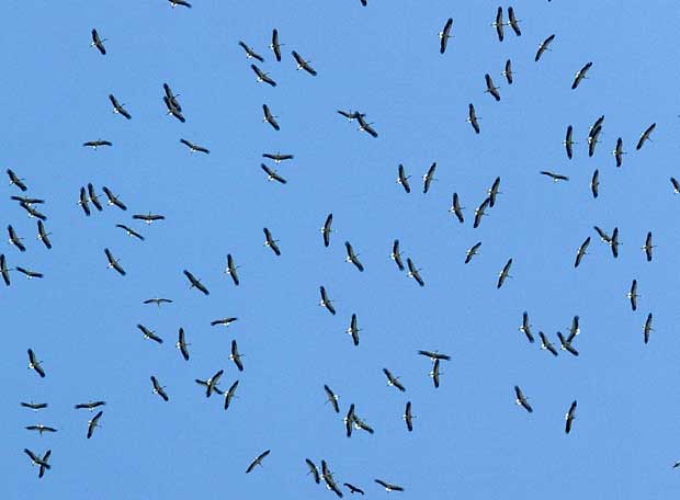 Ciconia ciconia. EFE