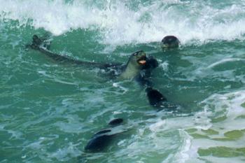 Colonia de focas en los acantilados de Cabo Blanco. (FRANCISCO M�RQUEZ)