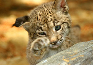 Un cachorro de lince nacido en el Centro de Cr�a en Cautividad de Do�ana. (Foto: Fundaci�n Biodiversidad)