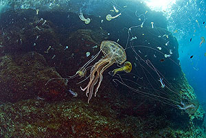 � OCEANA/ Carlos Su�rez