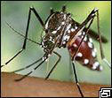 Mosquito tigre