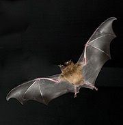 Fotograf�a de un murci�lgo Pallas en pleno vuelo. (Foto: Science)