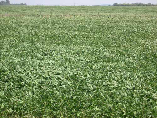 Sin biodiversidad y sin gente: el desierto verde de la �Rep�blica de la Soja�. Foto: JP/Proteger