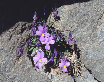 violeta del Teide -Viola cheiranthifolia-