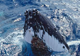 Ballena jorobada.© WWF