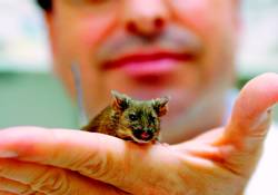 Un ratón genéticamente modificado en un laboratorio de Milpitas, California (EEUU). Foto: ARCHIVO / AP
