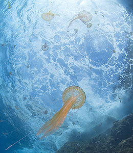� OCEANA/ Carlos Su�rez