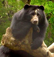 Oso Frontino (Tremarctos ornatus)