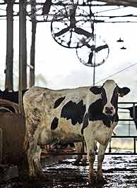 Una de las vacas, bajo los enormes ventiladores. (Foto: EFE)