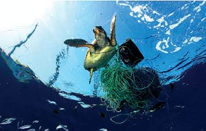 Una tortuga atrapada en una red de pesca. (Foto: Greenpeace)