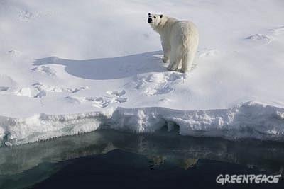 Oso polar � Greenpeace / Nick Cobbing 