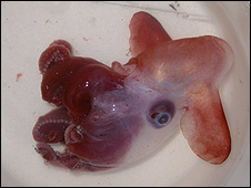 Esta medusa recibi� el nombre de "dumbo" por las aletas en forma de oreja que usa para impulsarse