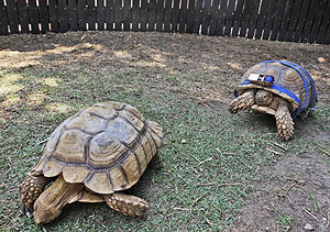 'Arava' y una de sus compañeras en el zoo Bíblico. (Foto: AP)