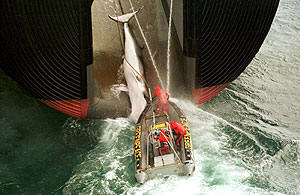 Activistas quedan atrapados al tratar de defender a una ballena del santuario del Océano Sur. (Foto: Kate Davison | Greenpeace)