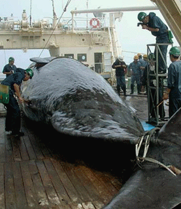 Activistas de Greenpeace tratan de prevenir la transferencia de una ballena Minke asesinada. (Foto: Greenpeace)