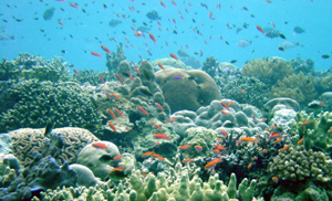 Arrecife de coral en una reserva marina protegida en Papúa Nueva Guinea. (Foto: 'Science')