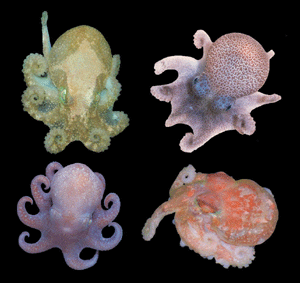 Ejemplares de pulpos de la Antártida descubiertos por el Censo de la Vida Marina. (Foto: Census of Marine Life)