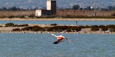 Un flamenco sobrevuela por las Salinas de Santa Pola, en Alicante en el D�a Mundial de los Humedales. La Generalitat tiene catalogadas 48 zonas h�medas que abarcan 45.000 hect�reas, el 90 por ciento en el frente litoral, lo que convierte al sistema de humedales valenciano en el "m�s denso y mejor distribuido de toda Europa".&nbsp;�&nbsp;EFE