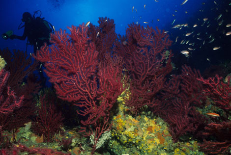 Gorgonia mediterr�nea (Paramuricea clavata). (Foto Enrique Ballesteros-CSIC)