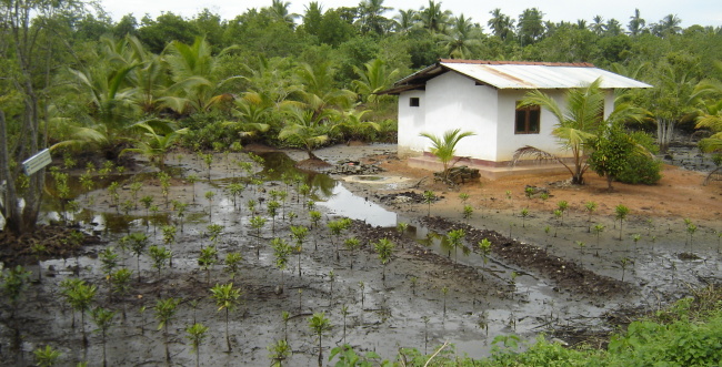 Restauraci�n de manglares en Sri Lanka, tras el tsunami