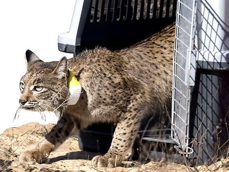Uno de los ejemplares de lince que habitan en Do�ana. | El Mundo