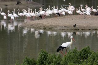 Una cig�e�a y un grupo de flamencos en la Ca�ada de los P�jaros, creada en 1987 junto a Do�ana por un matrimonio de bi�logos y la primera reserva natural concertada de Espa�a, esta reserva, ubicada dentro del Espacio Natural de Do�ana sobre una antigua gravera restaurada, ha sido convertida en un humedal de gran biodiversidad.&nbsp;EFE/EDUARDO ABAD