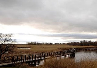 El Parque Nacional de las Tablas de Daimiel, uno de los humedales m�s importantes de Espa�a, es uno de los m�s afectados. Foto: EFE.