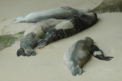 Cr�a reci�n nacida de foca monje en la reserva de Cabo Blanco en Nouadhibu (Mauritania). Foto: MARM