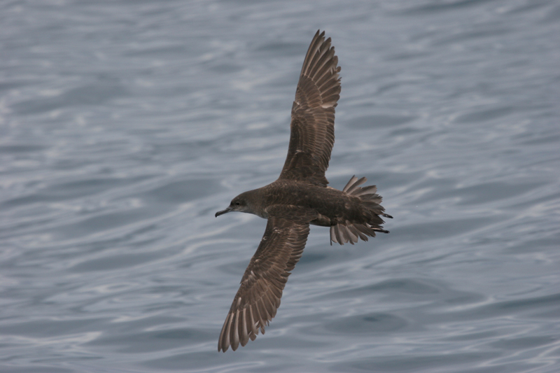 Puffinus mauretanicus. Imagen: Jos� Manuel Arcos-SEO BirdLife