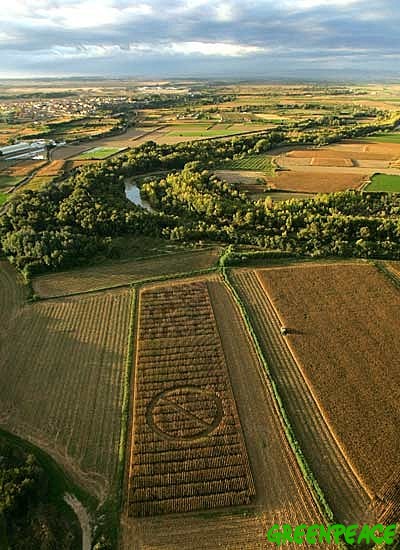 Activistas de Greenpeace marcan un campo de ma�z transg�nico experimental con una gigantesca se�al de "PROHIBIDO". Greenpeace demanda hoy en todo el mundo la protecci�n del ma�z, se�alando cultivos en tres continentes, Europa, Asia y Am�rica, con grandes c�rculos para exigir que no se contin�e con la contaminaci�n gen�tica